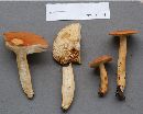 Lactarius volemus image